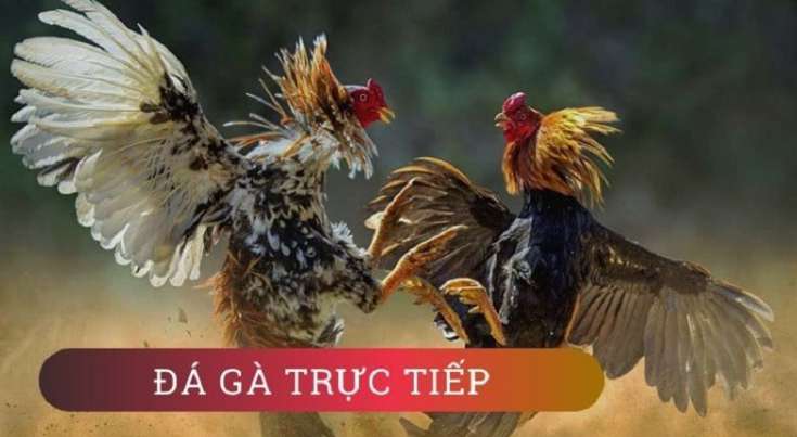Hiểu cách Win55 thiết lập tỷ lệ cược - Win55